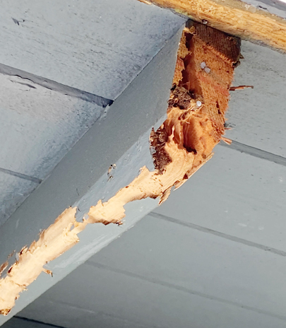 termite damage repair